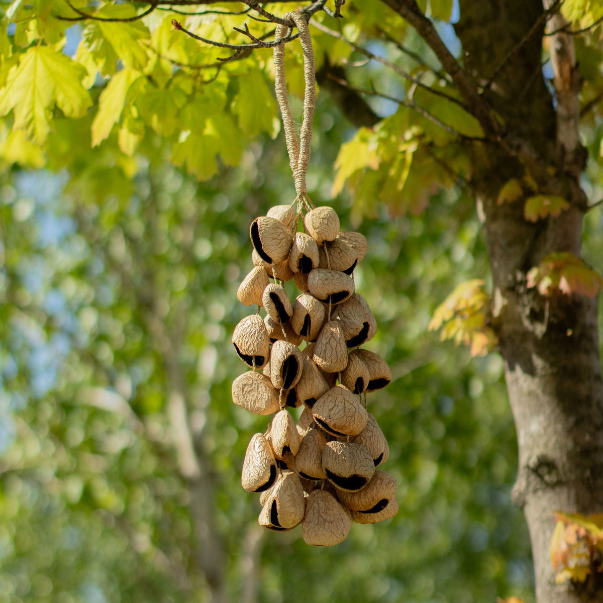 Mittlerer Shaker aus Pangi-Samenschalen - Natur-Nussschalen (30 Schalen)