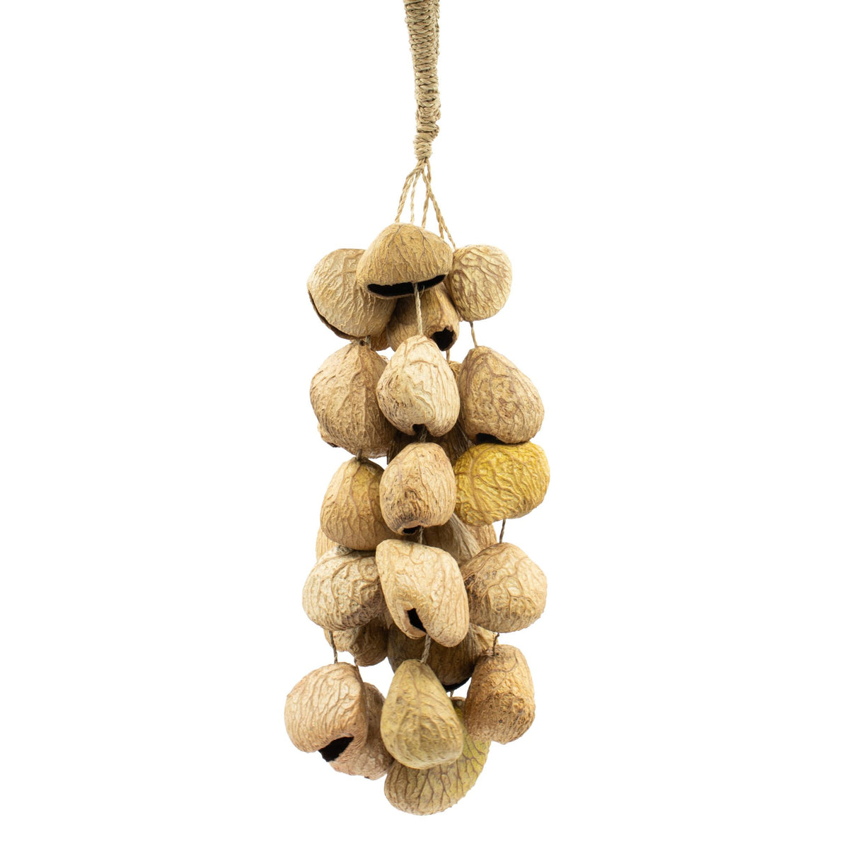 Mittlerer Shaker aus Pangi-Samenschalen - Natur-Nussschalen (30 Schalen)