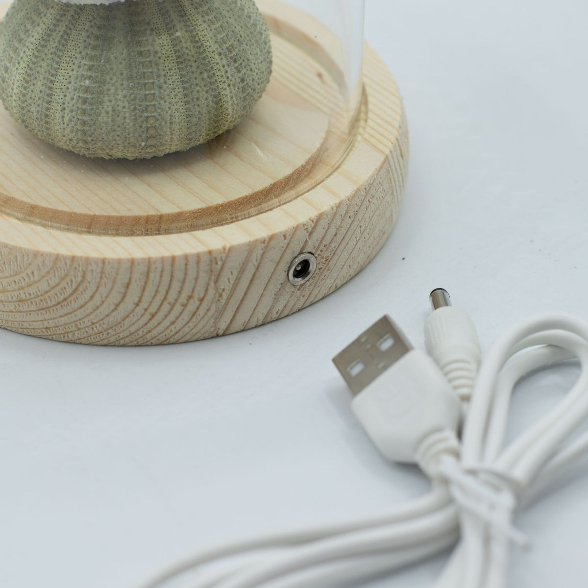 Virágos fénykert búra - 3 tengeri sün - LED USB