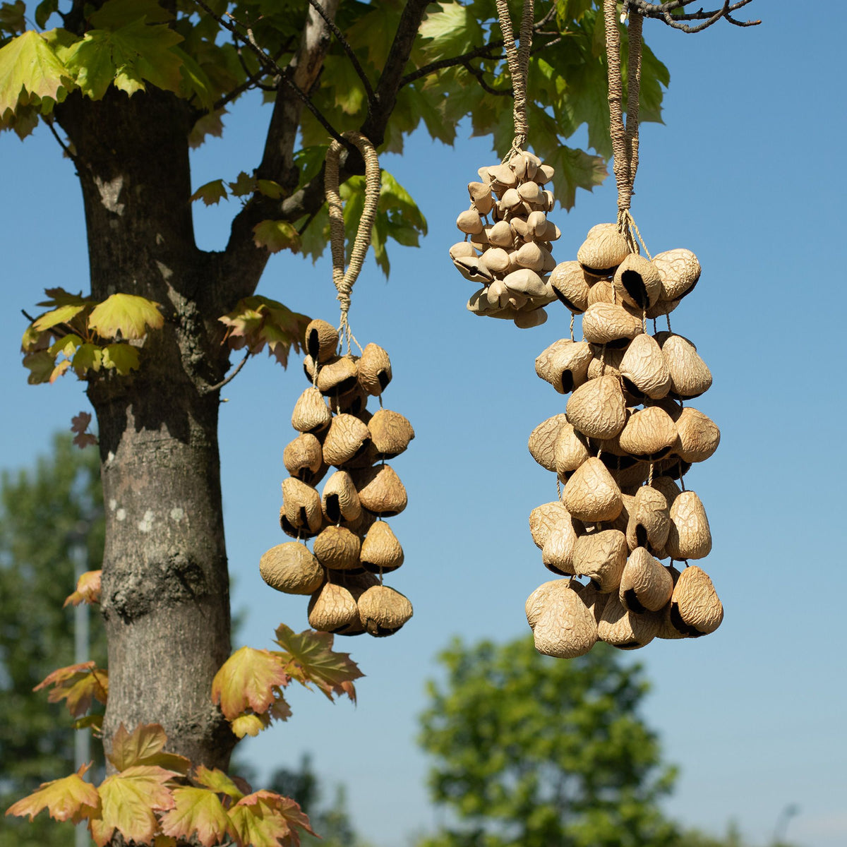 Mittlerer Shaker aus Pangi-Samenschalen - Natur-Nussschalen (30 Schalen)